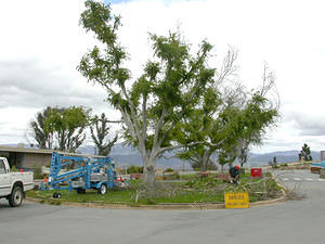 20 Oct 2004
Trimming deadwood from regenerating Chinese Elms