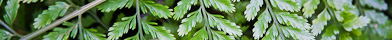 Polystichum fern frond detail